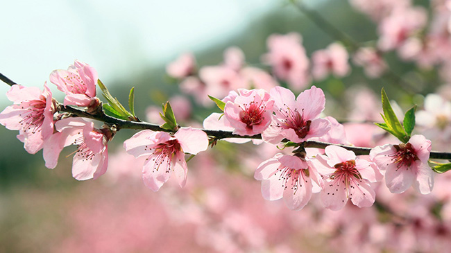 河南汝阳：三月桃花引客来